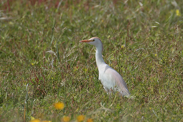 Koereiger